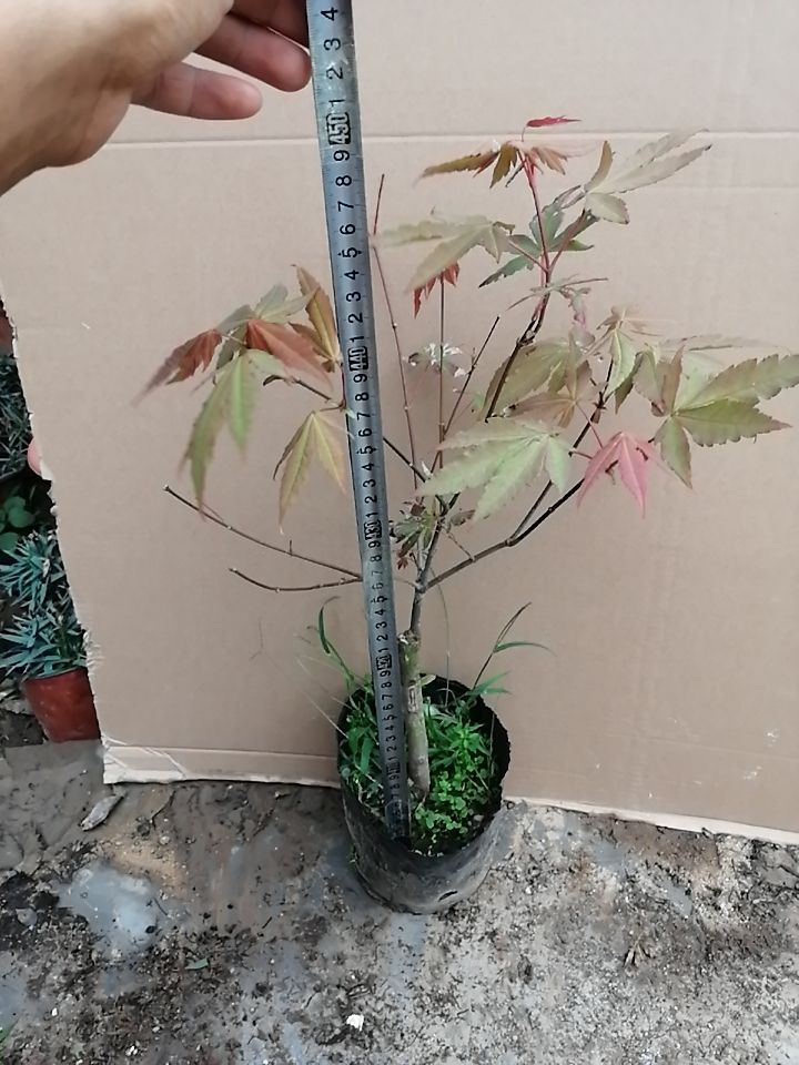 红枫盆栽，三季红，四季变色品种