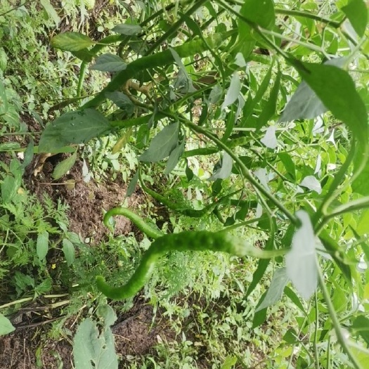 永顺县鲜螺丝椒