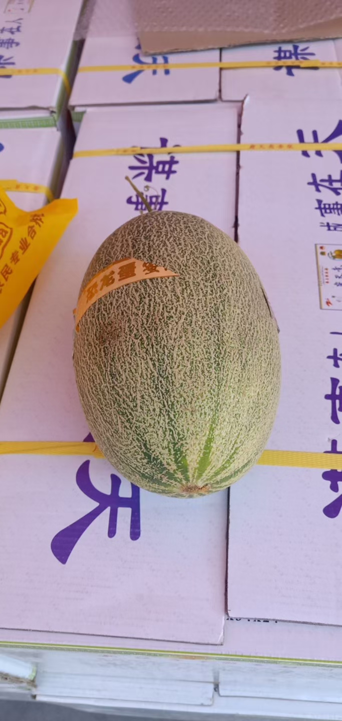 西州蜜  河套蜜瓜，沙漠密瓜