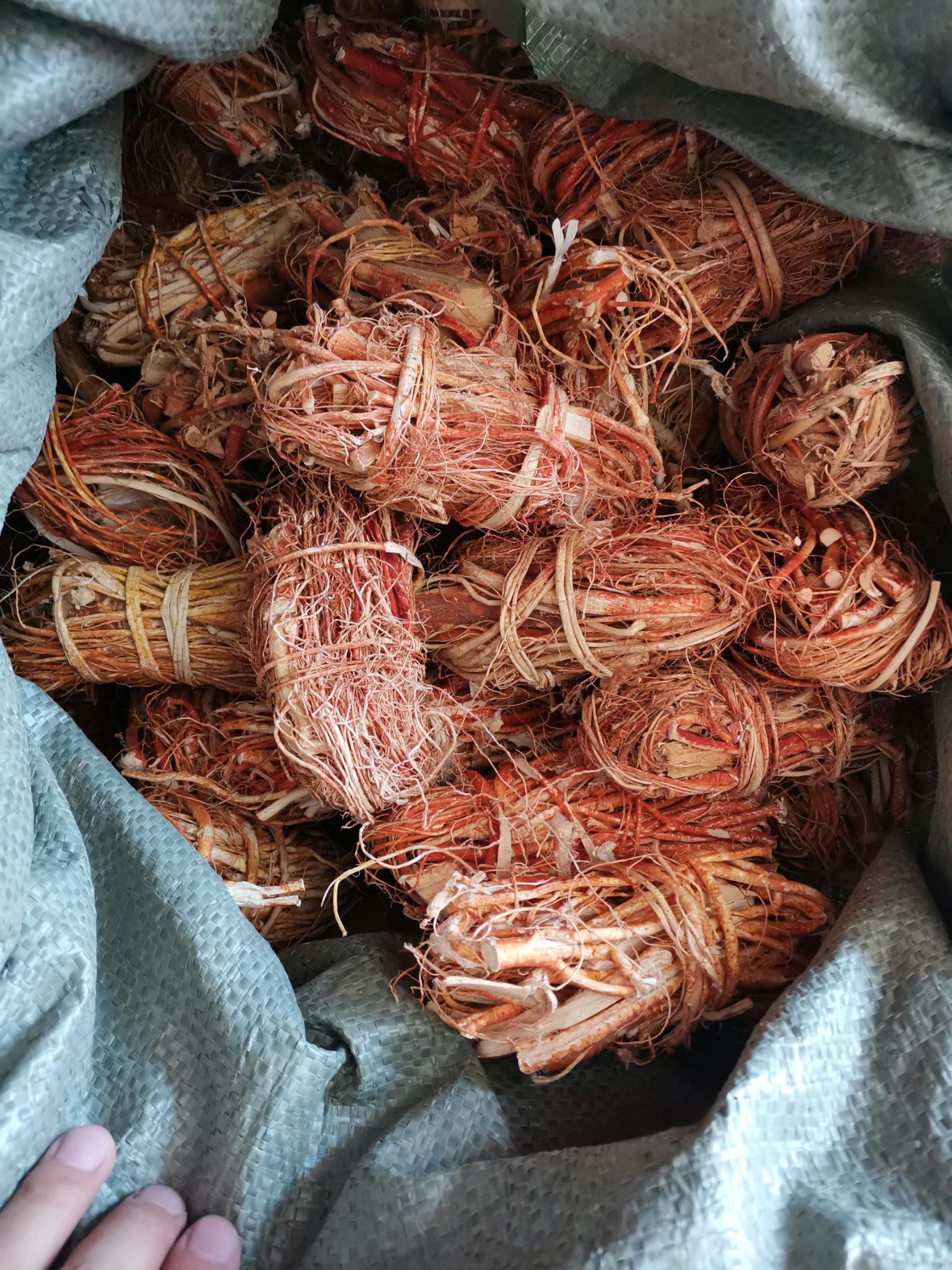 五指毛桃根 500克包邮五指牛奶 五爪龙 整扎捆广西药材煲汤