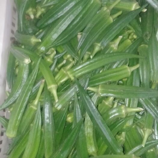 沂源县 秋葵，水果秋葵，黄秋葵