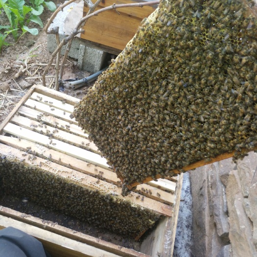 费县意大利蜜蜂 
