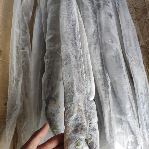 北海带鱼北海黄边带过磅不定装灯光船的
