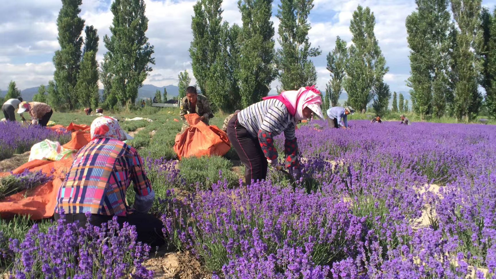 薰衣草干花 新疆伊犁薰衣草 海泰原料批发厂家直发 香包填充