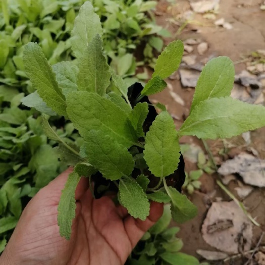 青州市 鼠尾草