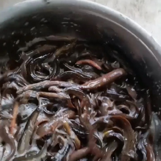  泥鳅   都是好货自己抓的   也收别人抓的