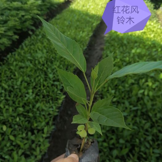 普宁市洋红风铃木  红花风铃木
