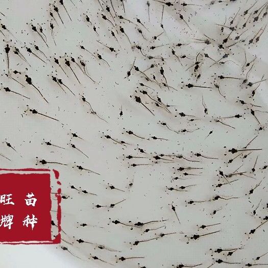 漳州虾苗 南美白对虾苗 白虾苗 一代苗 快大可淡化 厂家直销