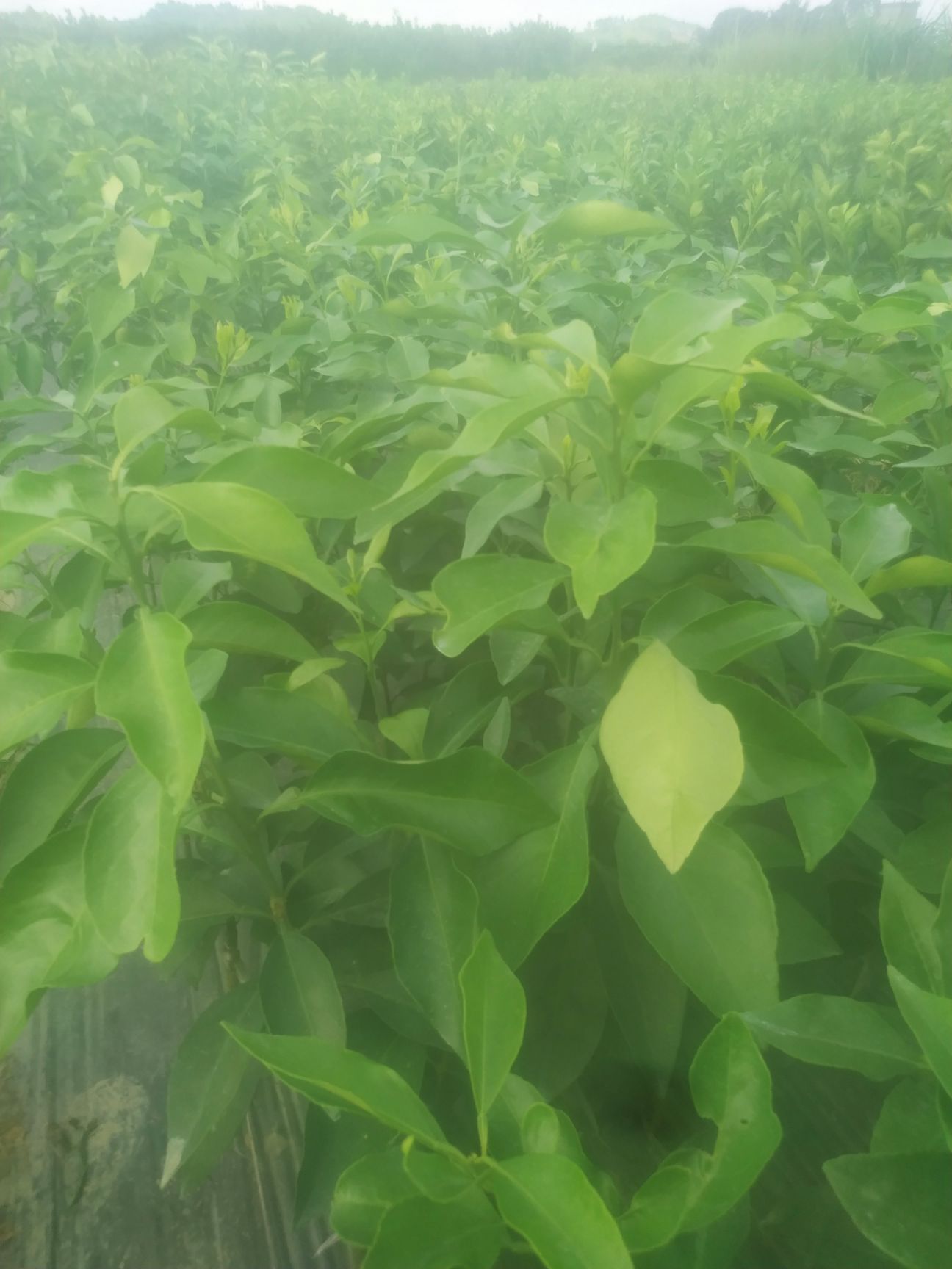 爱媛28号柑桔苗  【精选优质】爱媛/红美人 确保品种纯正