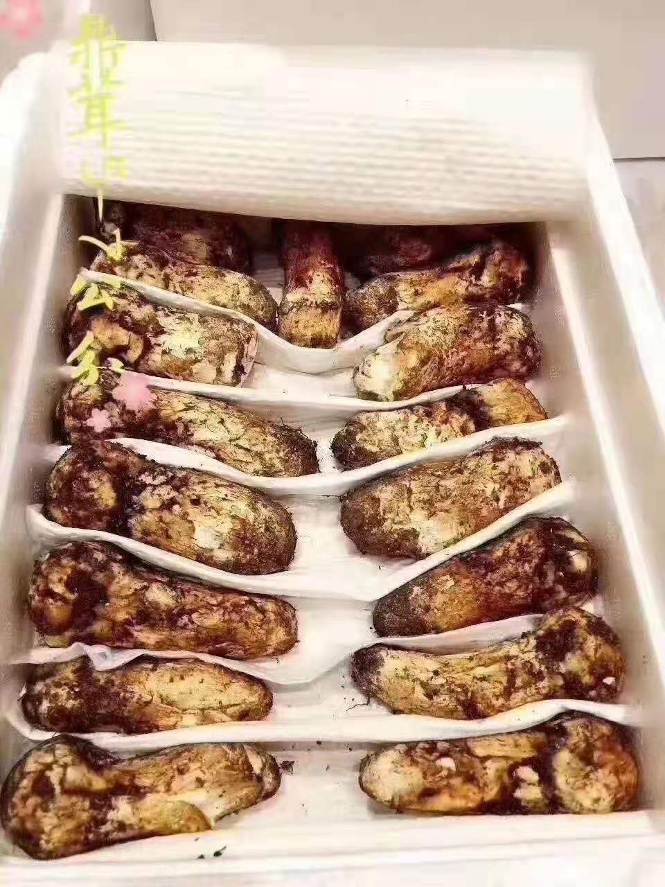 鲜松茸  松茸-基地-直采-直发/同时支持一件代发