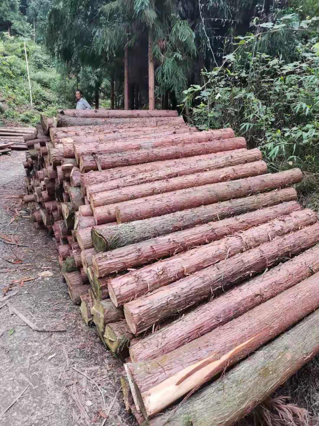 香杉 木材   主要是杉木，柳杉，各种家具用料