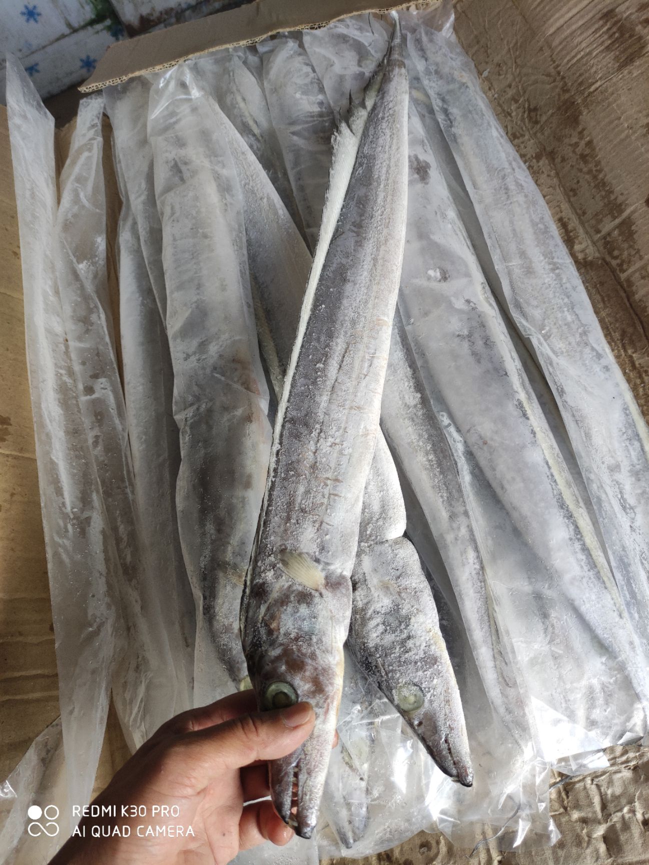 带鱼北海黄边带过磅不定装灯光船的