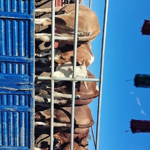 张北县奶牛 400-600斤 公牛 