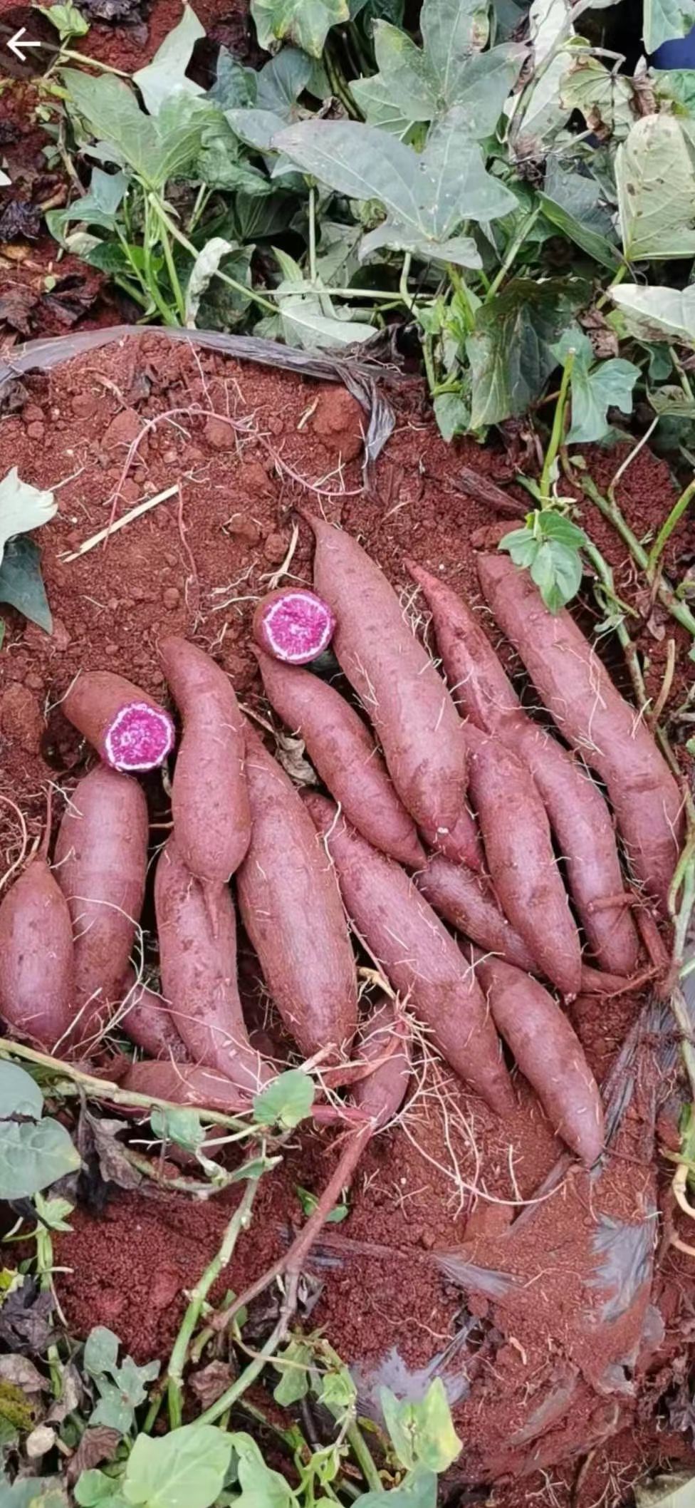 紫罗兰紫薯  云南省红河建水紫薯