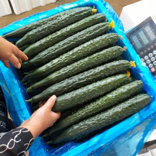 莘县刺黄瓜  山东聊城黄瓜大量上市中，油亮密刺，可持续到12月份