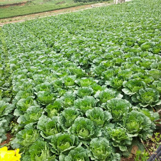 泸西县 高海拔黄心大白菜，