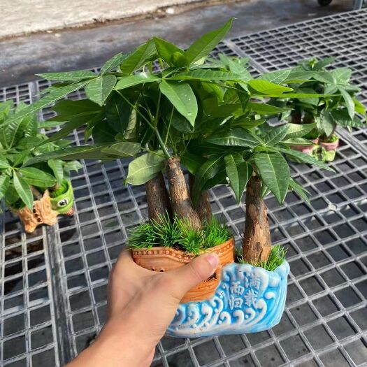 广州发财树盆栽组盆绿植