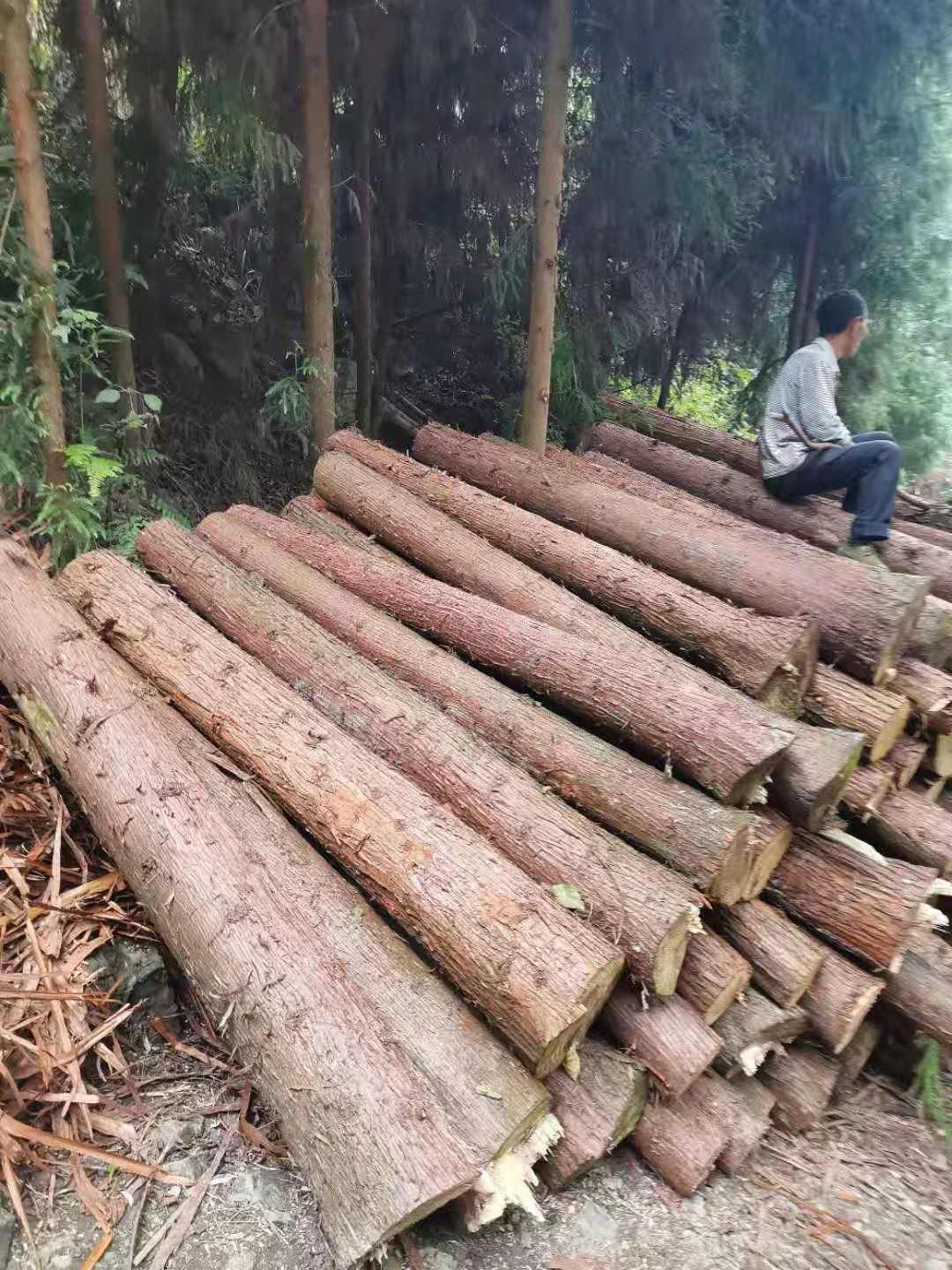 香杉 木材   主要是杉木，柳杉，各种家具用料
