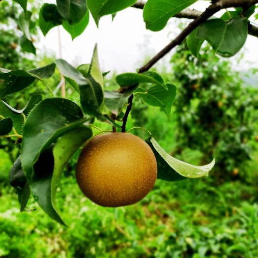 资中县圆黄梨 特别甜 基地直发