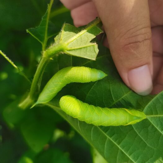 新蔡县豆虫 虫季开始，每天千斤以上，即将涨价，需要速速联系！