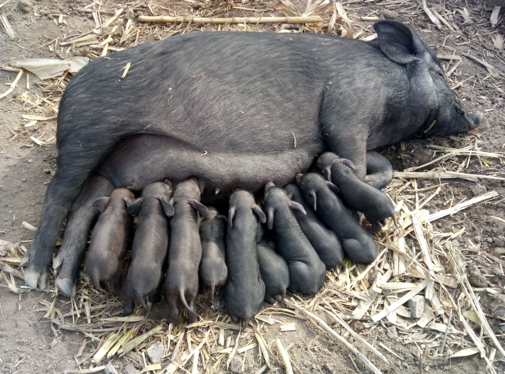 黑猪苗 农场常年出售自繁自养黑猪仔猪