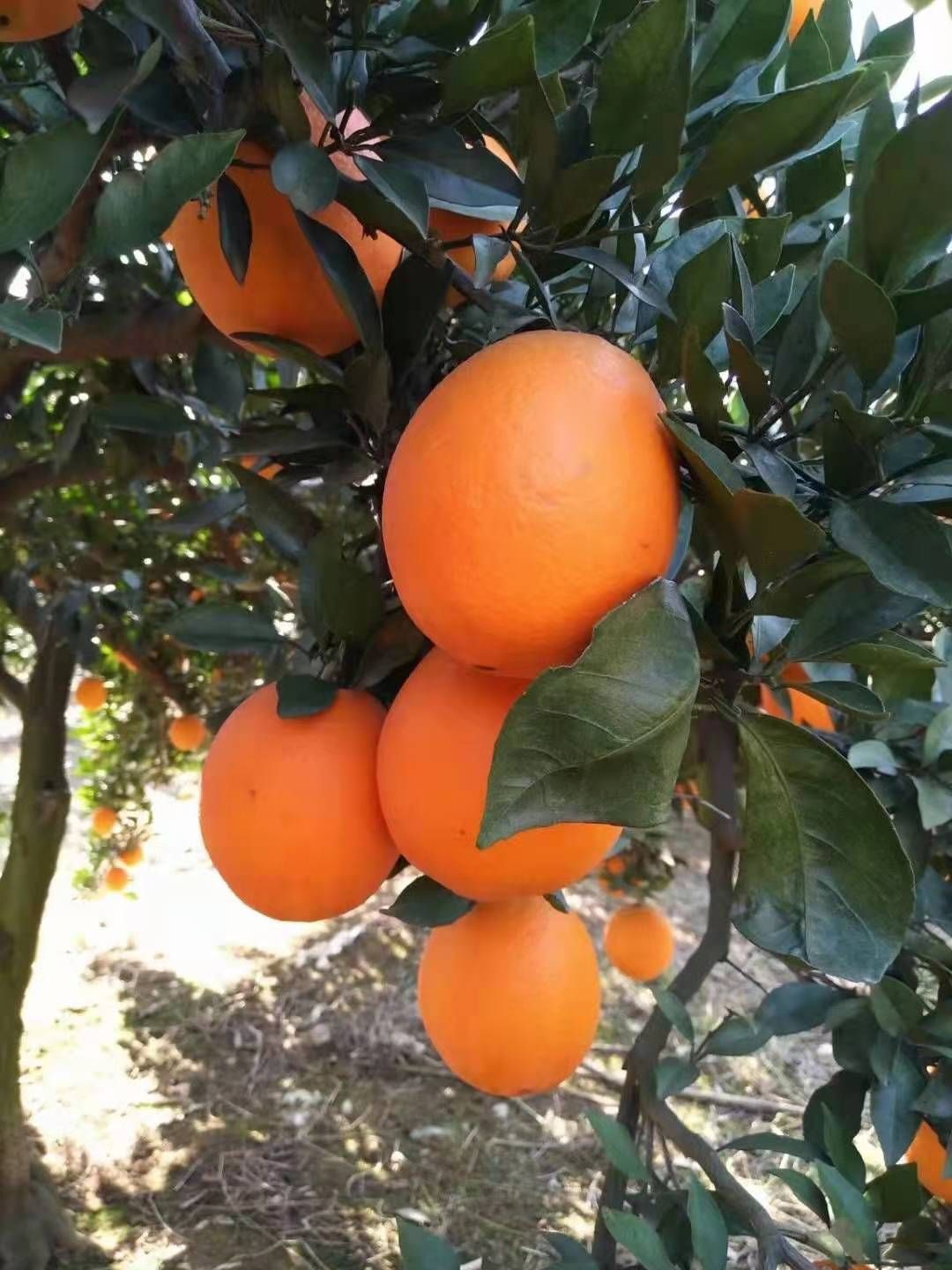 秭归县湖北宜昌秭归县橙子基地大量供应夏橙。