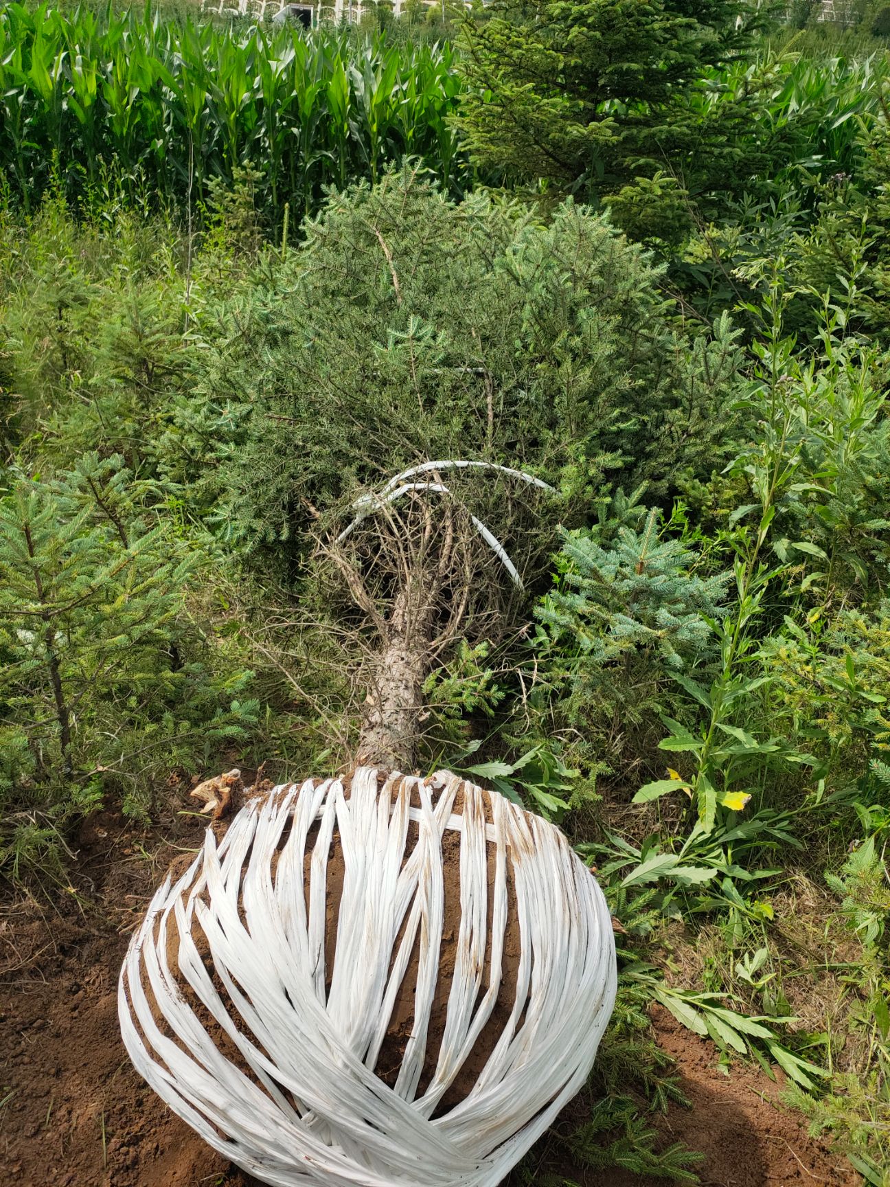 白皮云杉  6米云杉