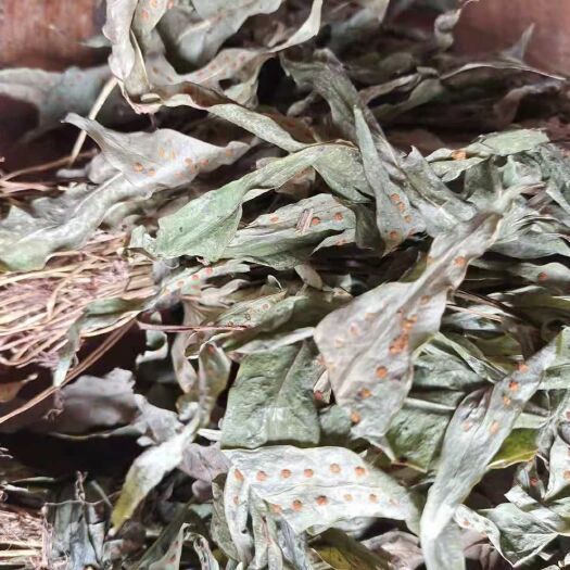 奉节夏枯草 鹅掌金星草