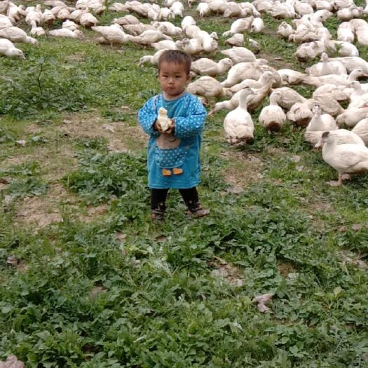 砀山县 大白番鸭，番鸭4000左右大量出售，是蛋鸭，养了1年有意联系