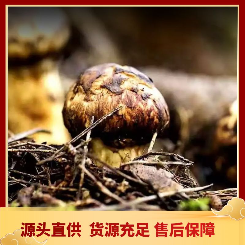 鲜松茸  松茸-基地-直采-直发/同时支持一件代发