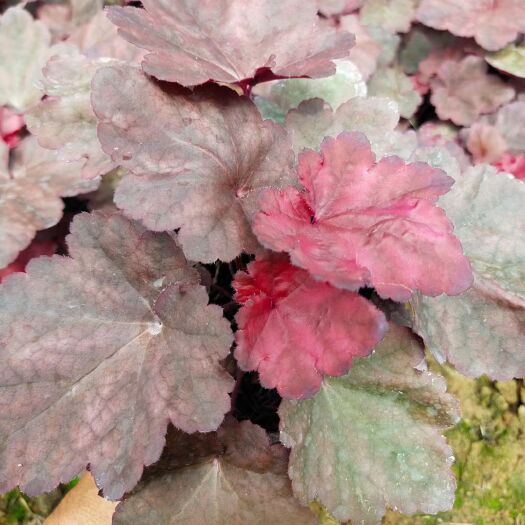 青州市 常年备有各类草花、宿根地被、绿化苗木、水生植物等数百个品种