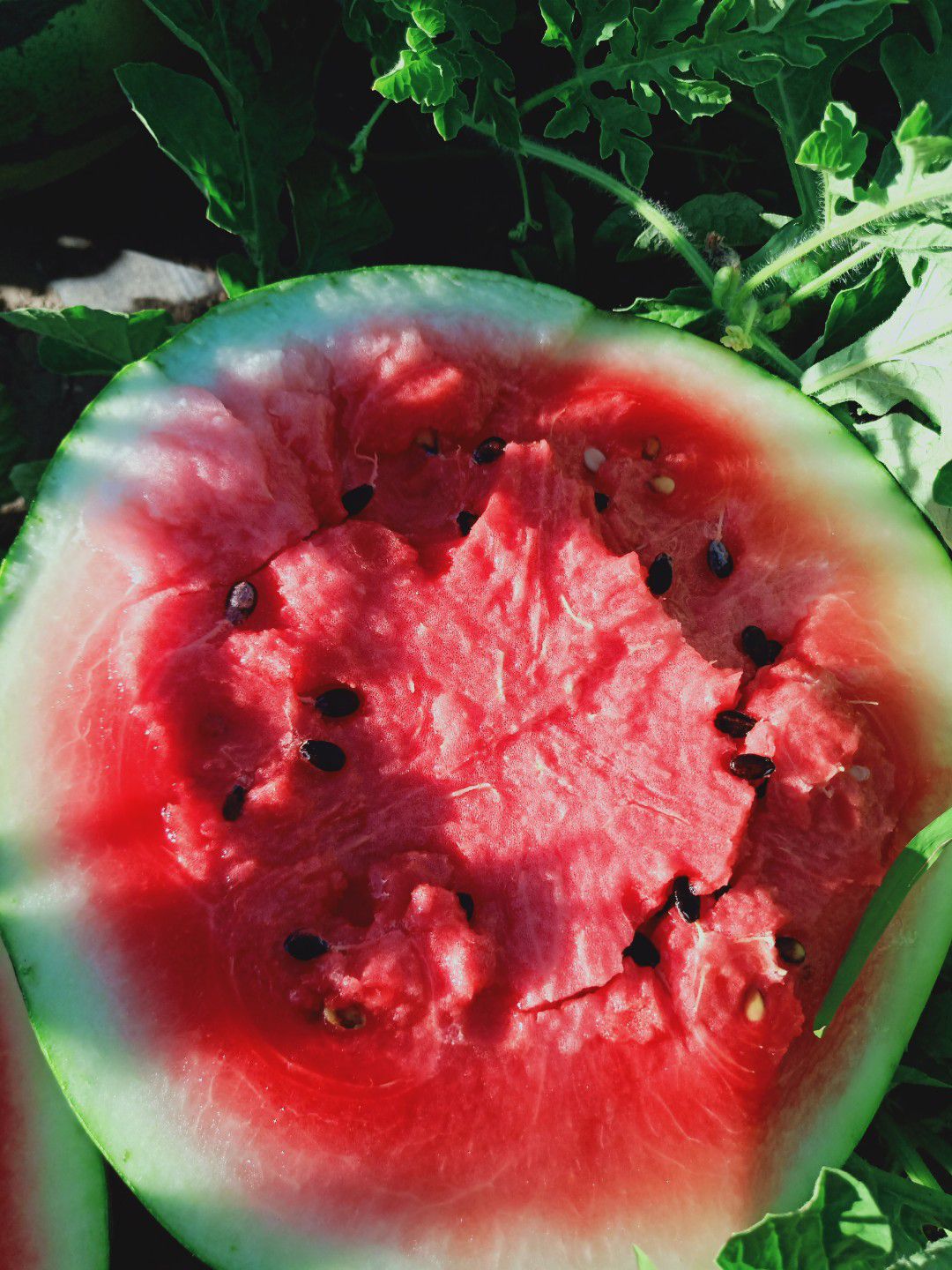 供吉林白城洮南安广乾安产区直供