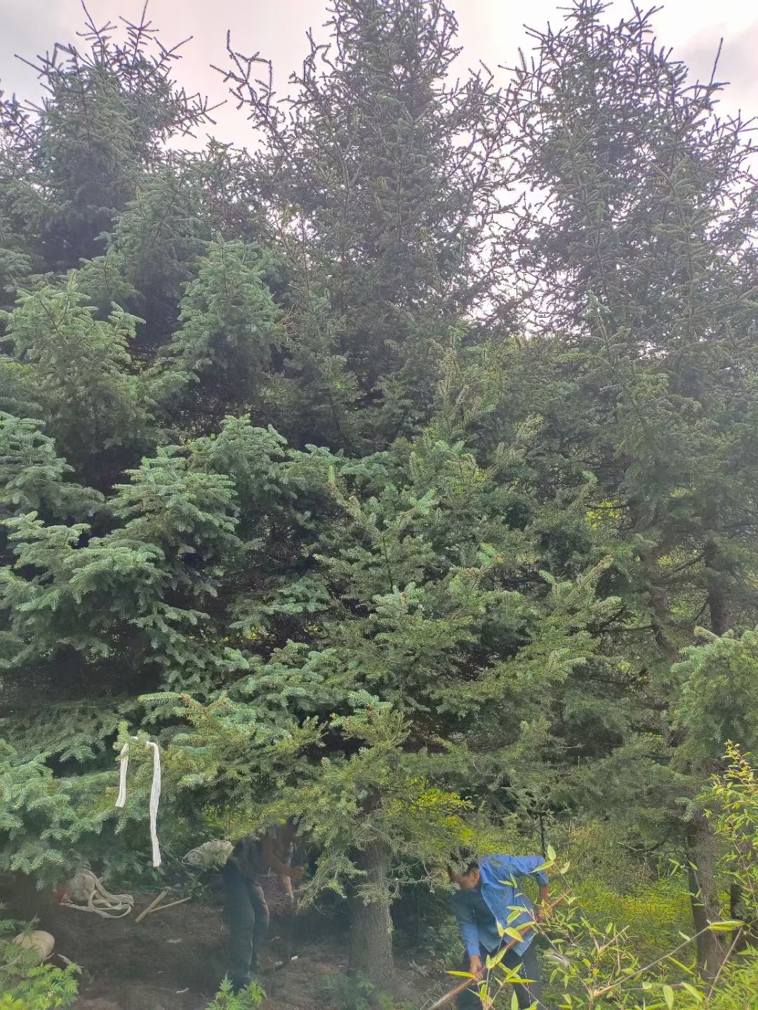 甘肃云杉，青海云杉，川西云杉6米7米8米9米10米