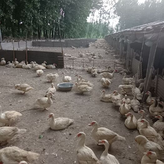 砀山县大白番鸭，出售一年老鸭，是范蛋鸭