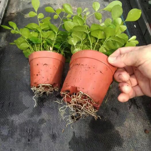 小叶九里香  九里香室内盆栽基地直销当天下单当天发货厂家直销