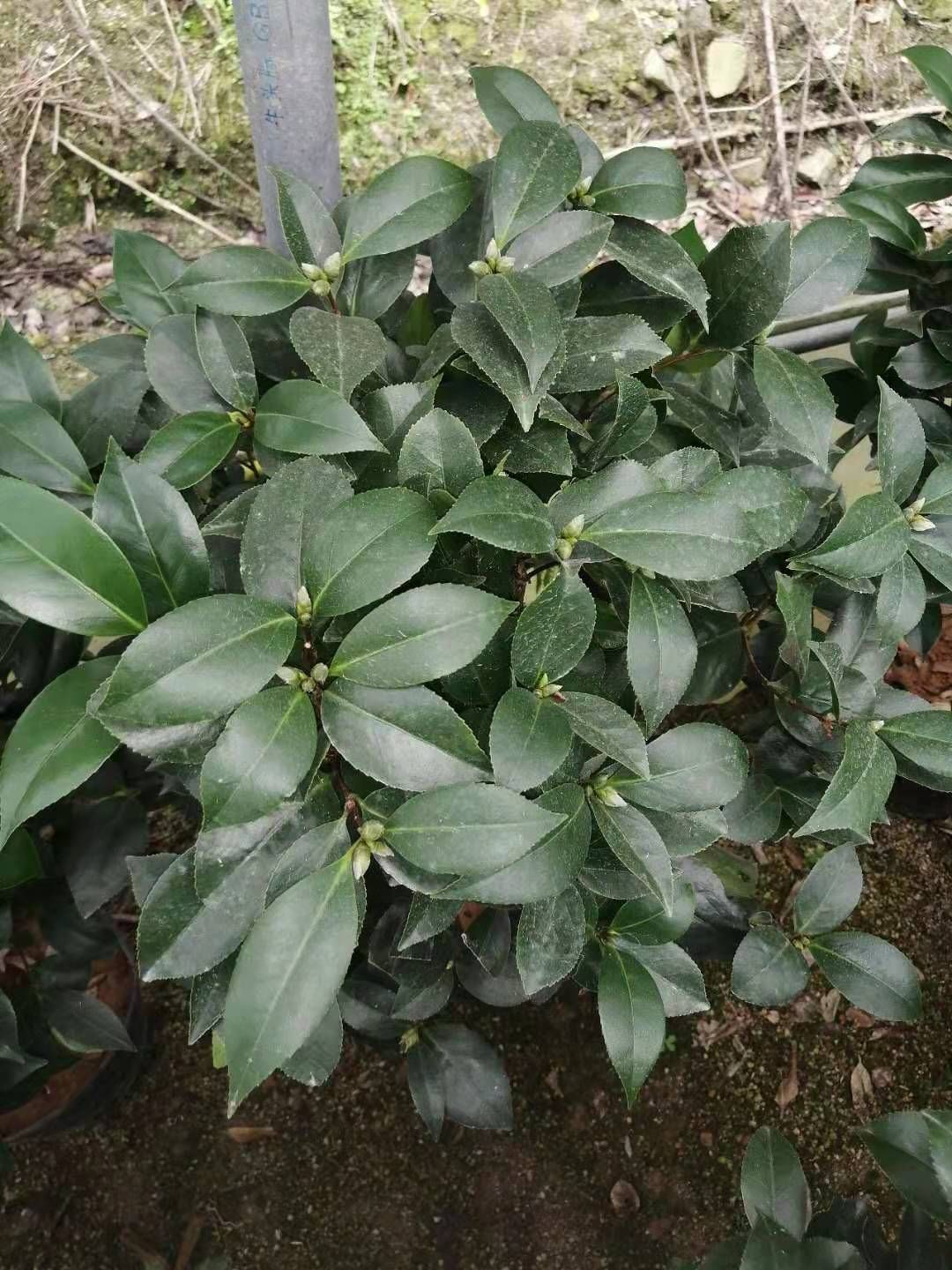 山茶花 茶花
