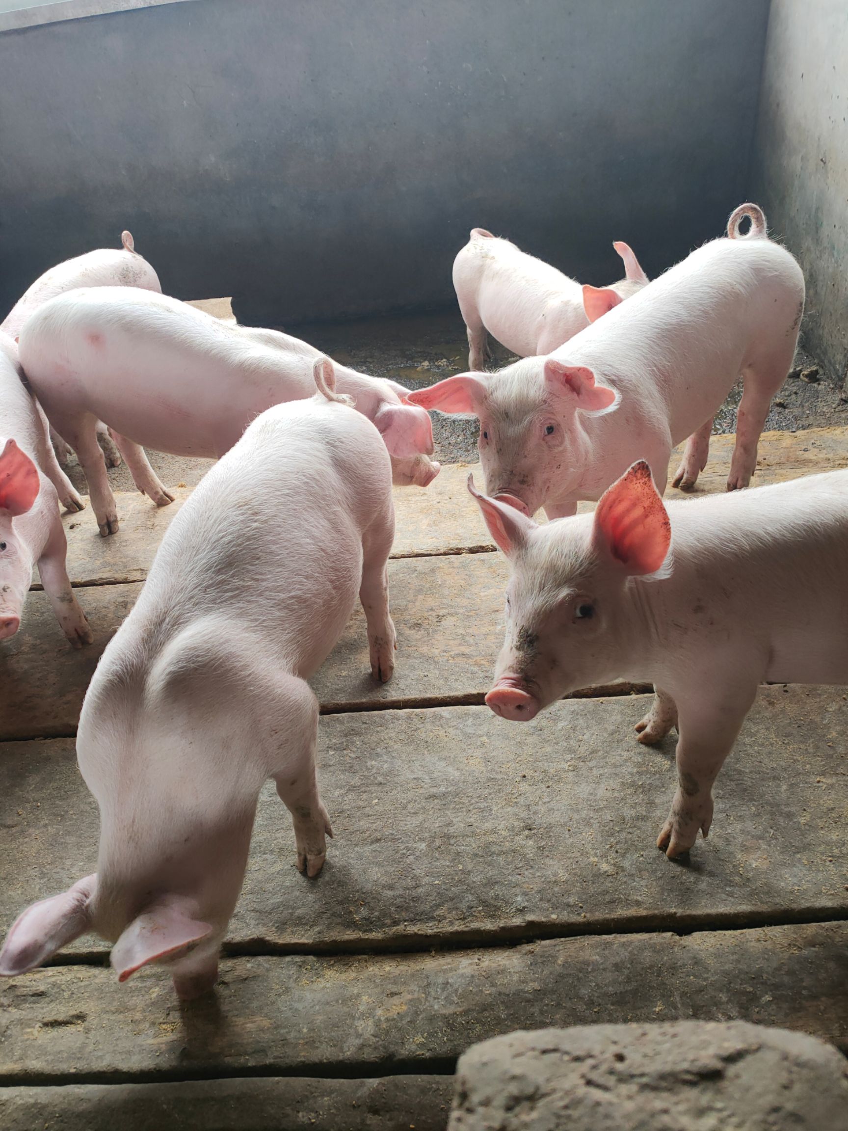 三元仔猪  沂蒙子猪批发