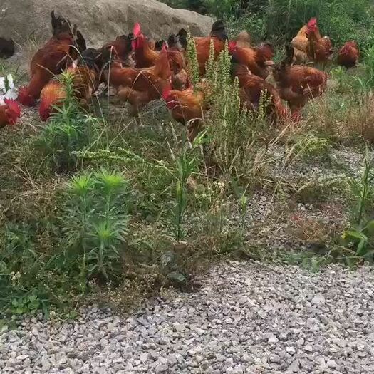 资中县山鸡 青脚公鸡