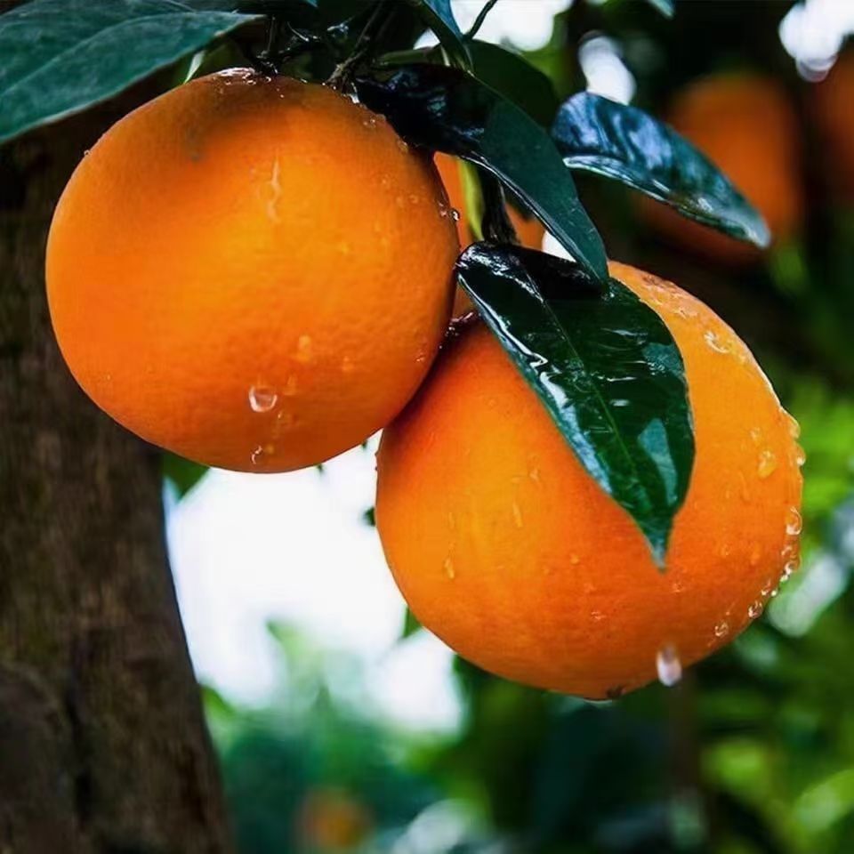 秭归县6九月红果冻橙是可以吸的果冻橙！