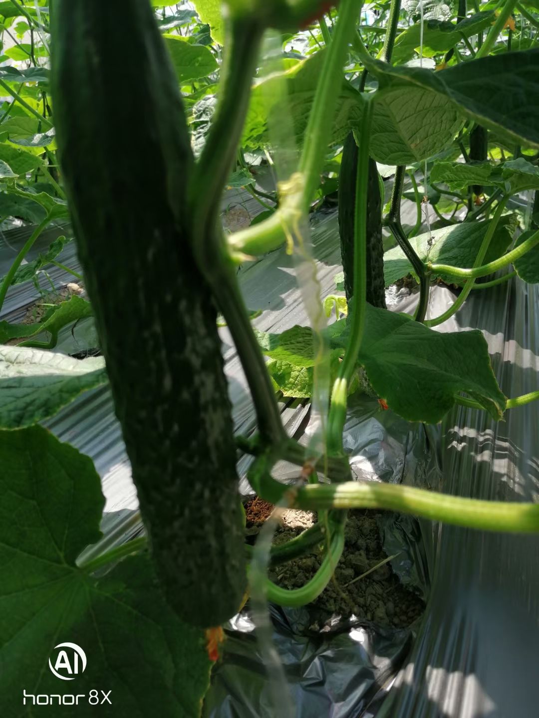 刺黄瓜  龙南桃江蔬菜基地大量供应黄瓜