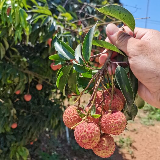 无核荔枝苗  糯米糍荔枝苗白糖罂鸡嘴荔枝 观音绿仙进奉荔枝苗