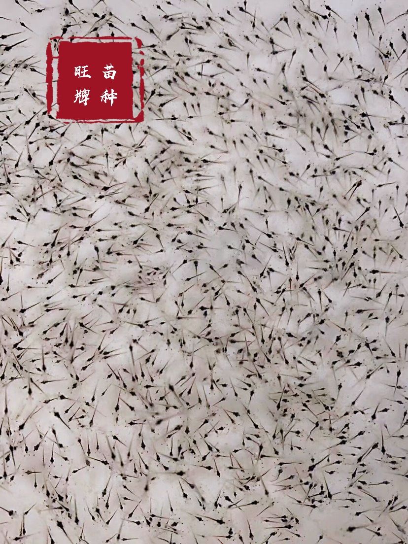 虾苗 南美白对虾苗 白虾苗 一代苗 快大可淡化 厂家直销