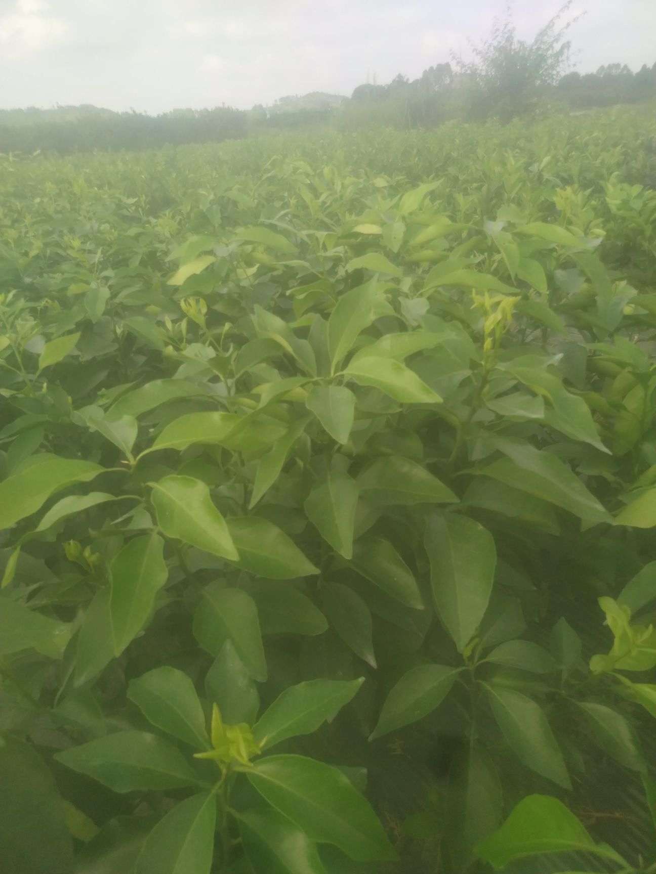 爱媛28号柑桔苗  【精选优质】爱媛/红美人 确保品种纯正