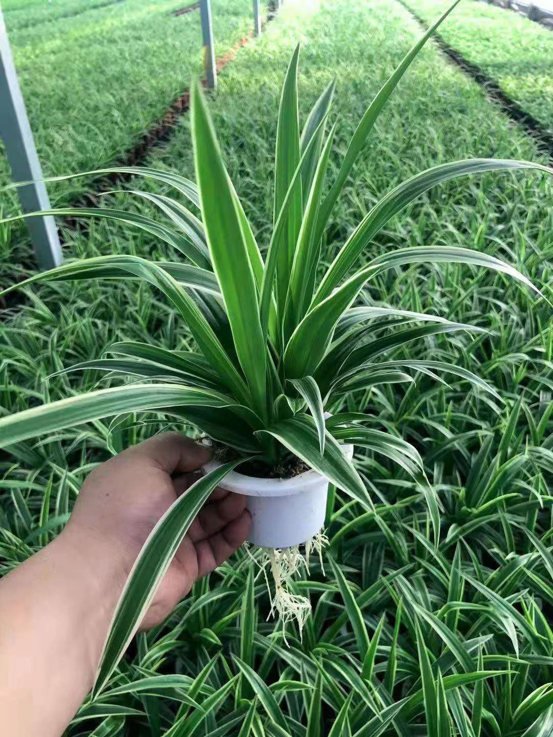 金边吊兰 金别吊兰厂家直销室内盆栽精品盆栽当天下单当天发货