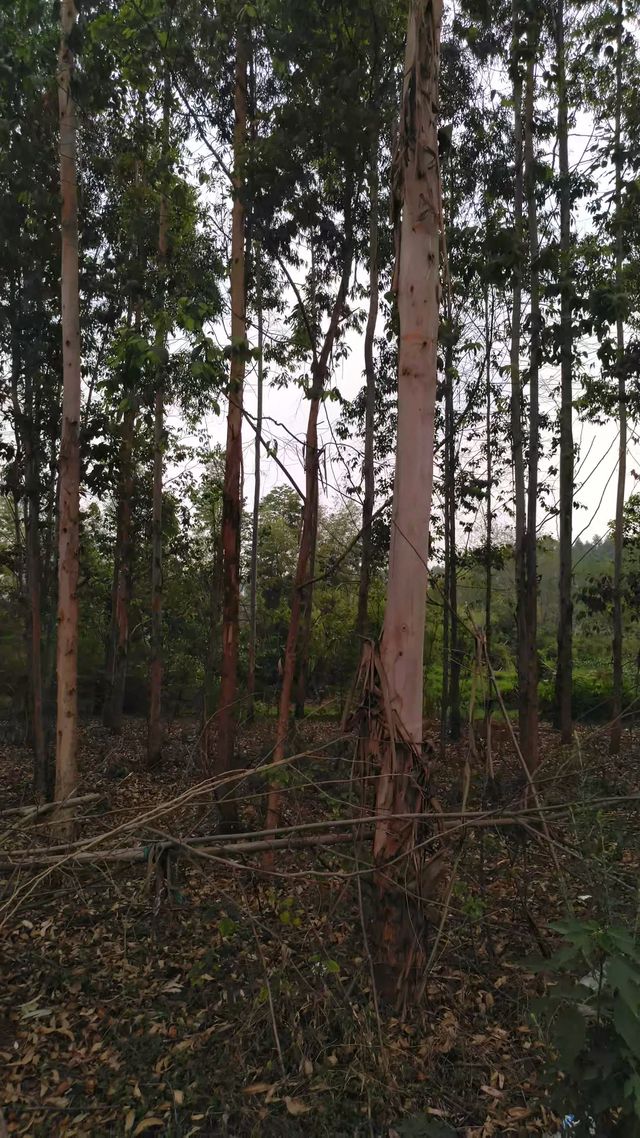 广林九号桉树  桉树，广九