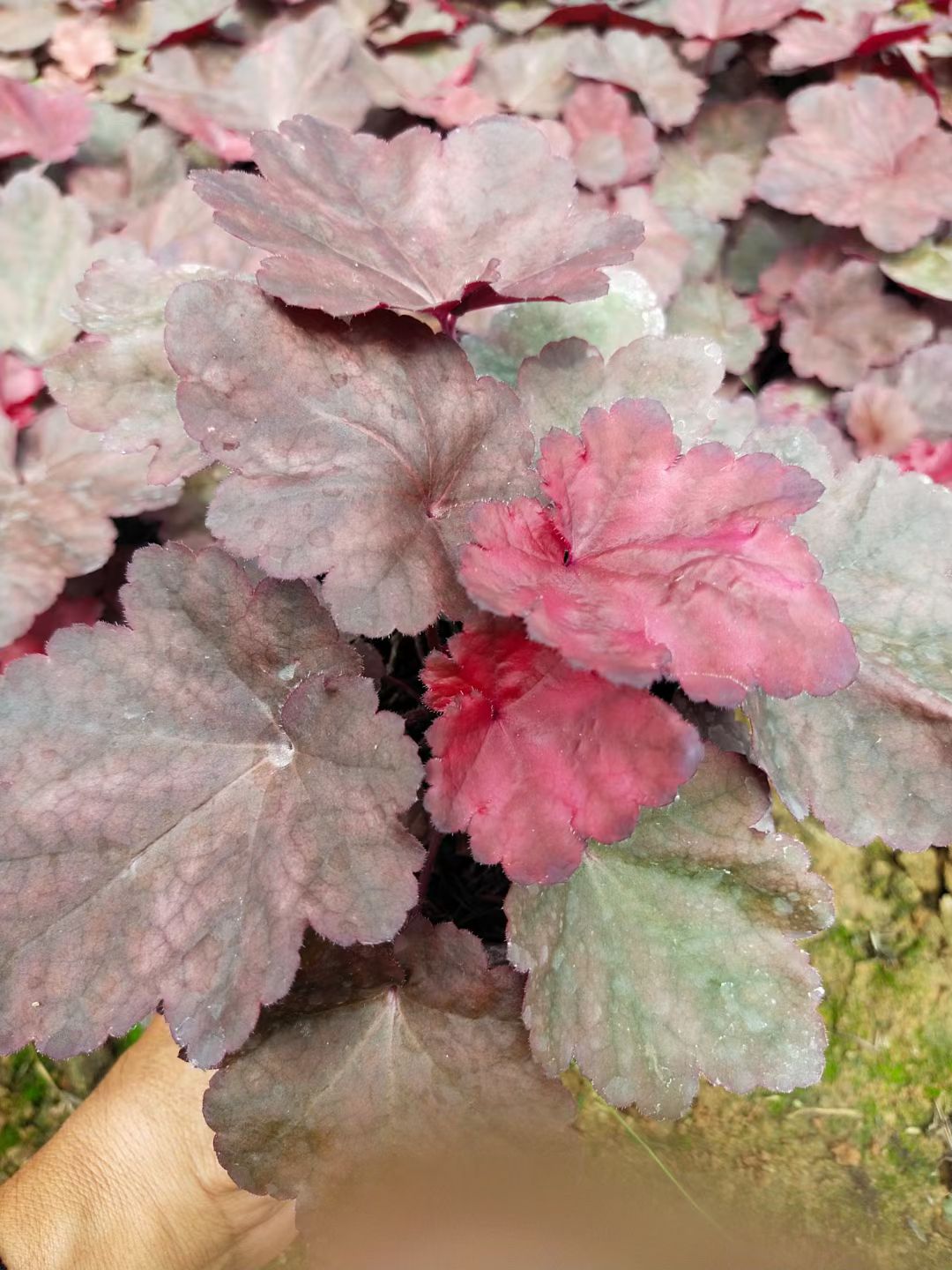  常年备有各类草花、宿根地被、绿化苗木、水生植物等数百个品种