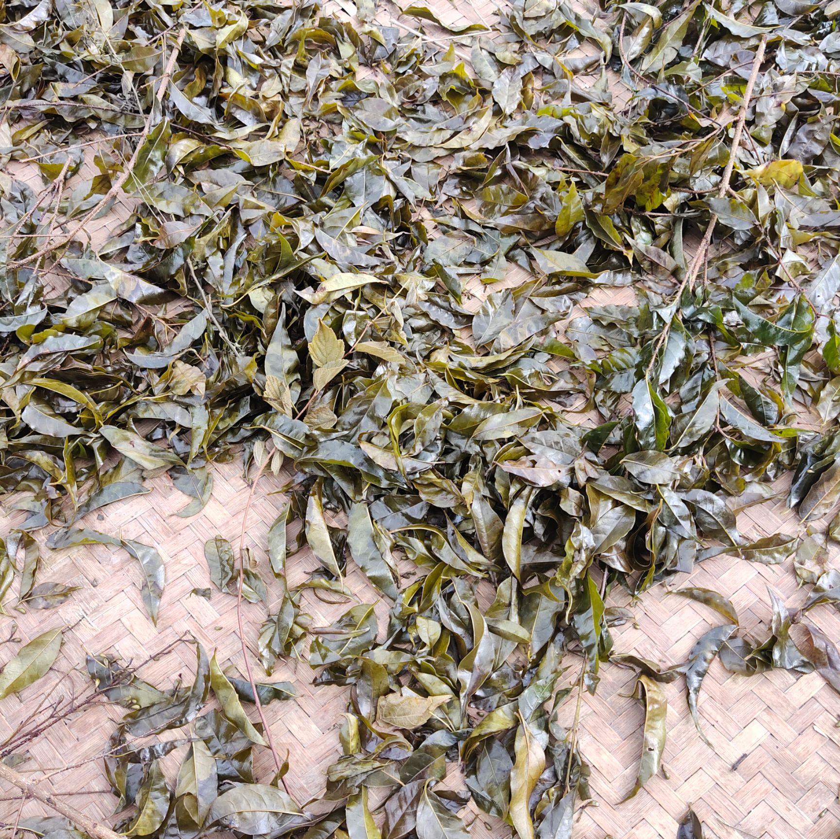 大山深处的苦丁茶  无污染 欢迎预订