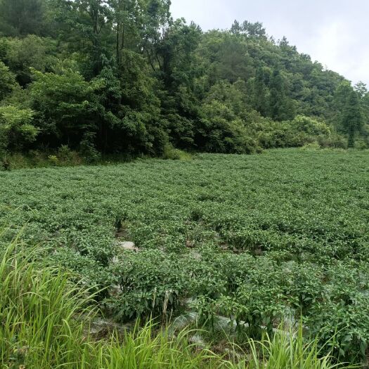 惠水县 贵州精品线椒7号、8号 ，产地直销 欢迎合作