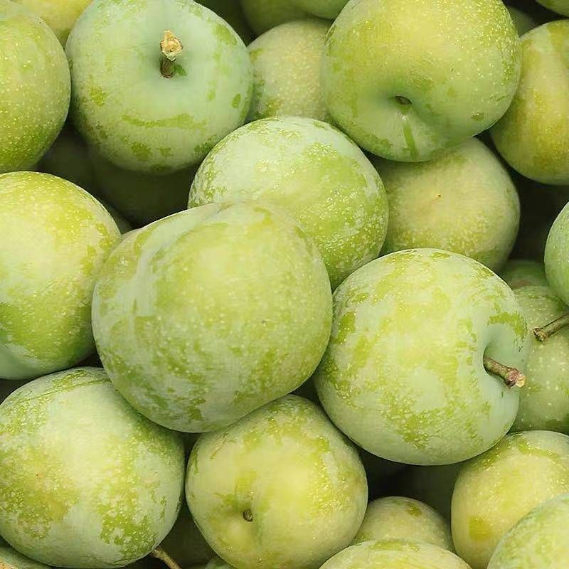 青脆李 清脆李大量上市