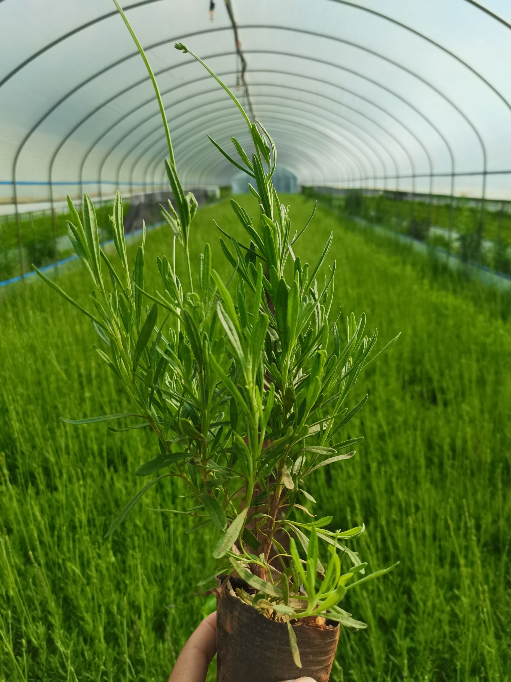 薰衣草，甜馨新品种薰衣草，云南昆明薰衣草种植园
